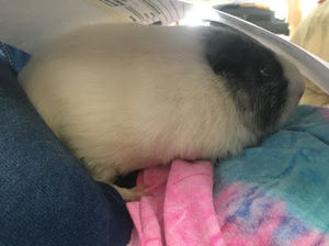 Meet your Posher, Ava